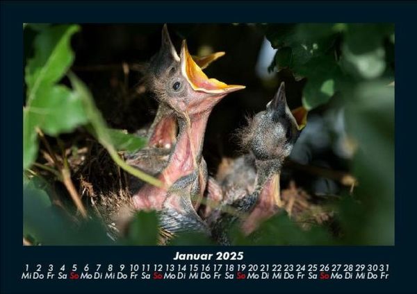 Produktbild: Vogelparadies 2025 Fotokalender DIN A5