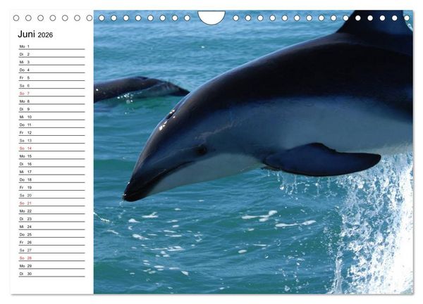 Produktbild: Delfine - L&auml;chelnde Intelligenz (Wandkalender 2026 DIN A4 quer), CALVENDO Monatskalender