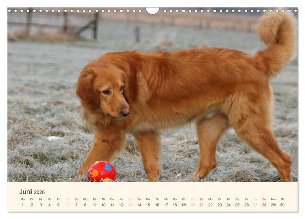Produktbild: Hovawarte - einmal anders (Wandkalender 2026 DIN A3 quer), CALVENDO Monatskalender