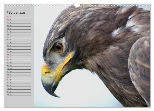 Produktbild: Adler und Greife. K&ouml;nige des Himmels (Wandkalender 2026 DIN A3 quer), CALVENDO Monatskalender