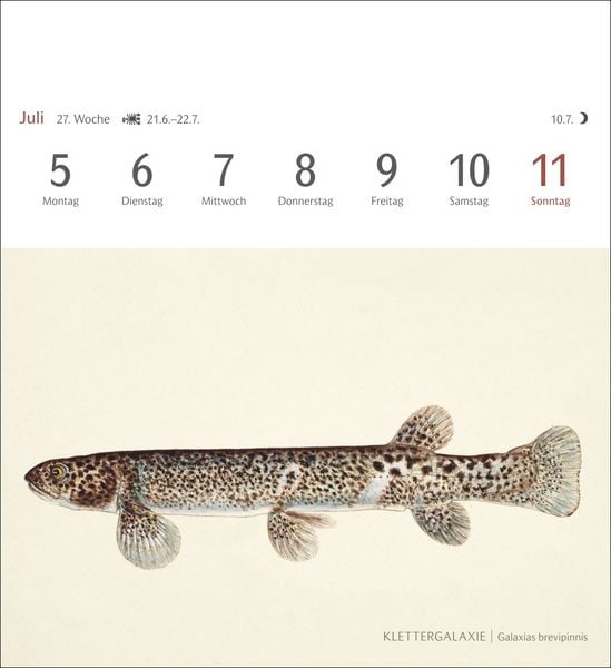 Produktbild: Fische Postkartenkalender 2027 - Postkartenkalender mit 53 historischen Zeichnungen
