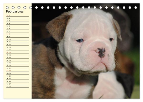 Produktbild: Bulldoggen-Moppelchen (Tischkalender 2026 DIN A5 quer), CALVENDO Monatskalender