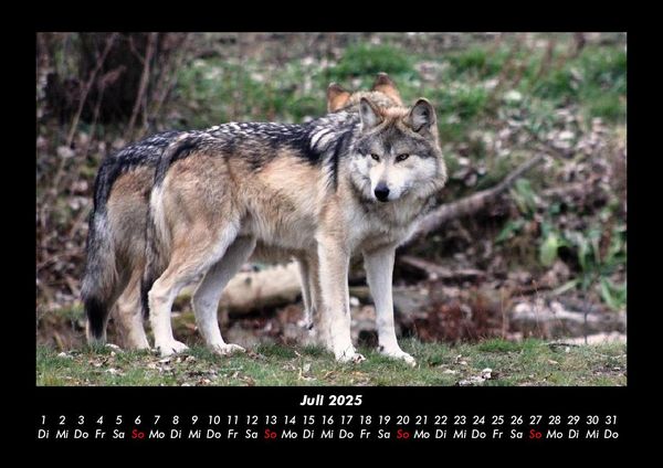 Produktbild: Der Tierkalender 2025 Fotokalender DIN A3