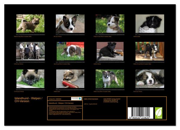 Produktbild: Islandhund - Welpen / CH-Version (Wandkalender 2026 DIN A4 quer), CALVENDO Monatskalender