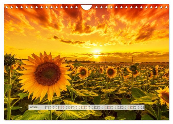Produktbild: Sch&ouml;nes Magdeburg (Wandkalender 2027 DIN A4 quer), CALVENDO Monatskalender