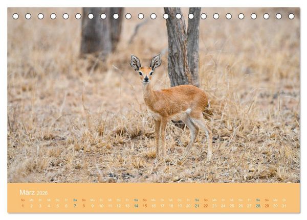 Produktbild: Antilopen, sch&ouml;n und schnell (Tischkalender 2026 DIN A5 quer), CALVENDO Monatskalender