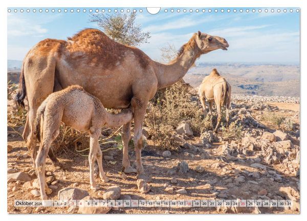 Produktbild: Oman - Impressionen (Wandkalender 2026 DIN A3 quer), CALVENDO Monatskalender