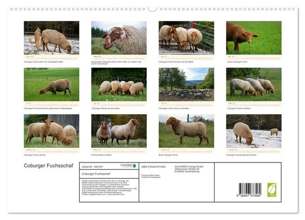 Produktbild: Coburger Fuchsschaf (hochwertiger Premium Wandkalender 2026 DIN A2 quer), Kunstdruck in Hochglanz
