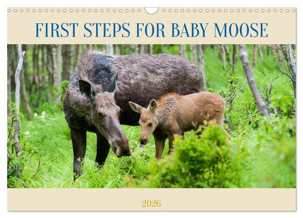 Produktbild: FIRST STEPS FOR BABY MOOSE (Wall Calendar 2026 DIN A3 landscape), CALVENDO 12 Month Wall Calendar