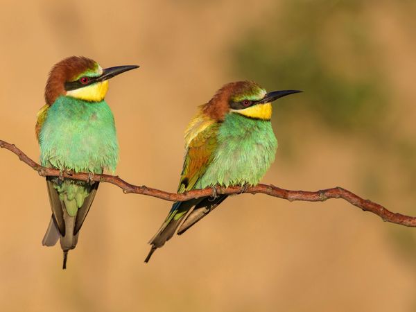 Produktbild: CALVENDO Puzzle Bienenfresser-P&auml;rchen | 1000 Teile Lege-Gr&ouml;&szlig;e 64x48cm Foto-Puzzle f&uuml;r gl&uuml;ckliche Stunden