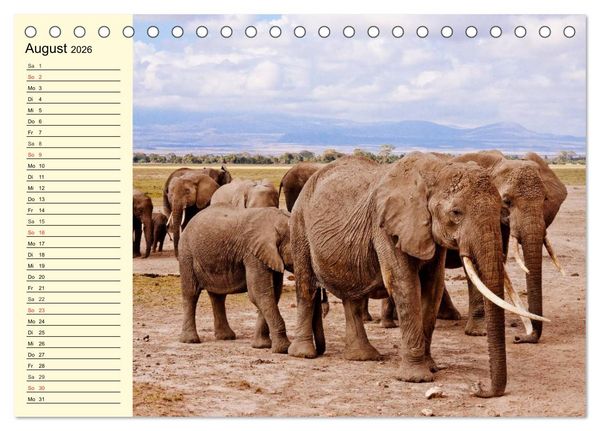 Produktbild: Afrika. Tiere in freier Wildbahn (Tischkalender 2026 DIN A5 quer), CALVENDO Monatskalender