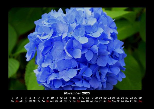 Produktbild: Pflanzen und Bl&uuml;ten 2025 Fotokalender DIN A3