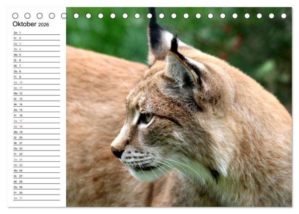 Produktbild: Der Luchs - Der J&auml;ger auf leisen Pfoten (Tischkalender 2026 DIN A5 quer), CALVENDO Monatskalender