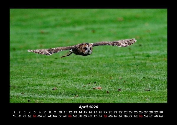 Produktbild: Tiere in der Wildnis 2026 Fotokalender DIN A3
