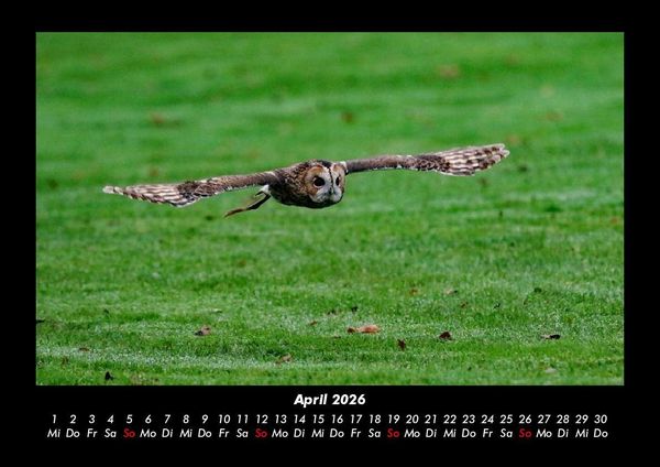 Produktbild: Tierkalender 2026 Fotokalender DIN A3