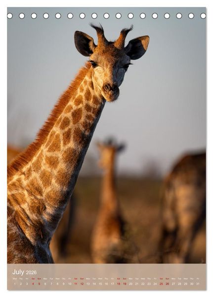 Produktbild: Giraffe Tales (Desk Calendar 2026 DIN A5 portrait), CALVENDO 12 Month DeskCalendar