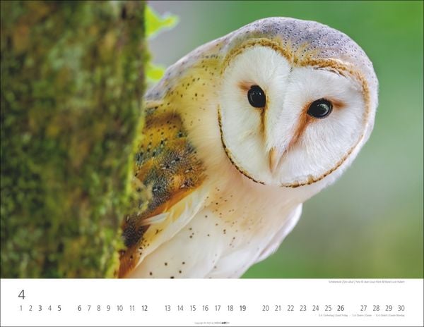 Produktbild: Eulen Kalender 2026