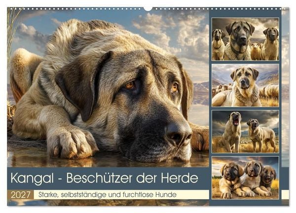 Produktbild: Kangal - Besch&uuml;tzer der Herde. Starke, selbstst&auml;ndige und furchtlose Hunde (Wandkalender 2027 DIN A2 quer), CALVENDO Monatskalender