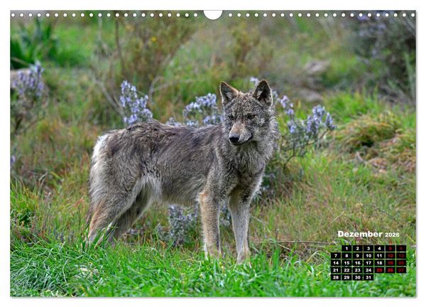 Produktbild: Willkommen Wolf (Wandkalender 2026 DIN A3 quer), CALVENDO Monatskalender
