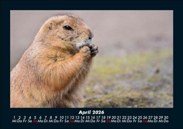Produktbild: Der Tierkalender 2026 Fotokalender DIN A5
