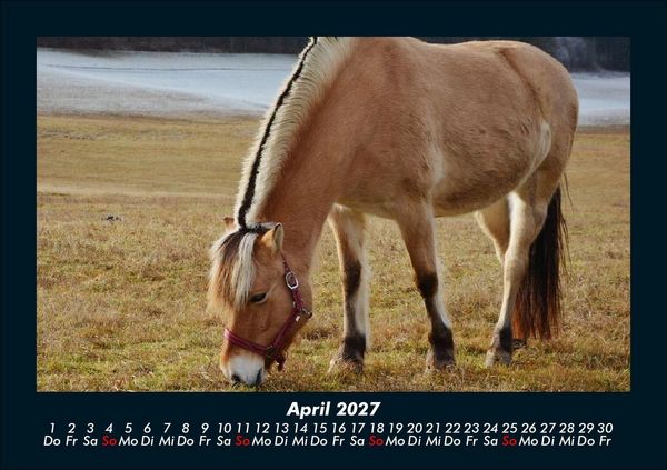 Produktbild: Die Welt der Pferde 2027 Fotokalender DIN A5