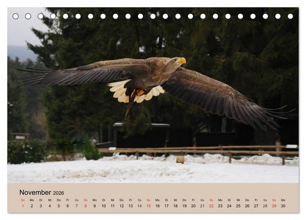 Produktbild: Der Steinadler. Majest&auml;tischer Greifvogel (Tischkalender 2026 DIN A5 quer), CALVENDO Monatskalender