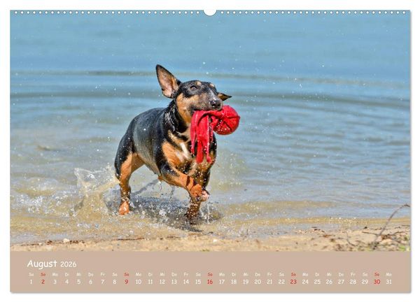 Produktbild: Einmal Bullterrier - immer Bullterrier (hochwertiger Premium Wandkalender 2026 DIN A2 quer), Kunstdruck in Hochglanz