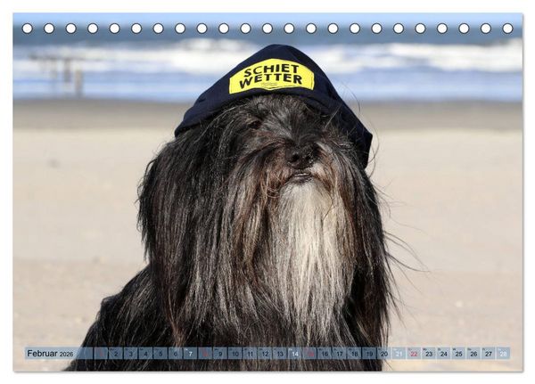 Produktbild: Tibet Terrier Theo (Tischkalender 2026 DIN A5 quer), CALVENDO Monatskalender