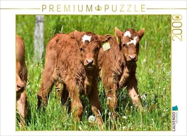 Produktbild: CALVENDO Puzzle Die beiden K&auml;lbchen hinterlassen den Eindruck, dass sie Zwillinge sein k&ouml;nnten. | 2000 Teile Lege-Gr&ouml;&szlig;e 90x67cm Foto-Puzzle f&uuml;r gl&uuml;ckl