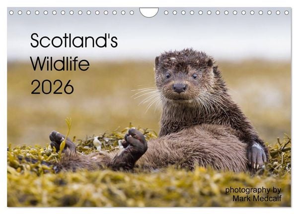 Produktbild: Scotland's Wildlife 2026 (Wall Calendar 2026 DIN A4 landscape), CALVENDO 12 Month Wall Calendar