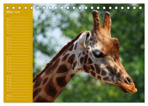 Produktbild: Giraffen / Geburtstagskalender (Tischkalender 2026 DIN A5 quer), CALVENDO Monatskalender