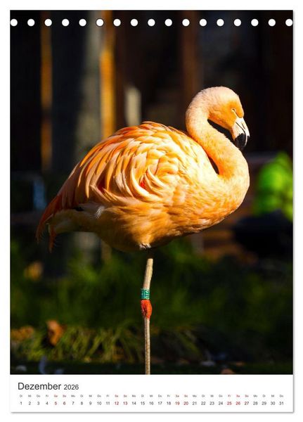 Produktbild: Flamingos in rosa Federpracht. (Tischkalender 2026 DIN A5 hoch), CALVENDO Monatskalender