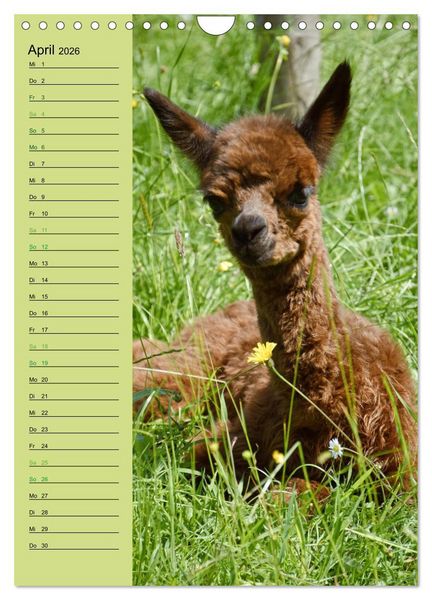 Produktbild: Alpakas zum Knuddeln gerne (Wandkalender 2026 DIN A4 hoch), CALVENDO Monatskalender