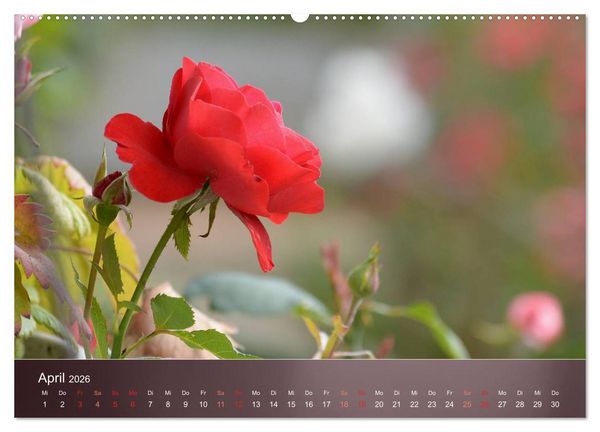 Produktbild: Zarte Sch&ouml;nheiten - Rosen (hochwertiger Premium Wandkalender 2026 DIN A2 quer), Kunstdruck in Hochglanz