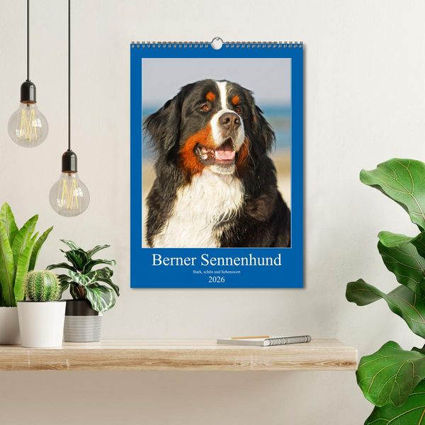 Produktbild: Berner Sennenhund - stark , sch&ouml;n und liebenswert (Wandkalender 2026 DIN A3 hoch), CALVENDO Monatskalender