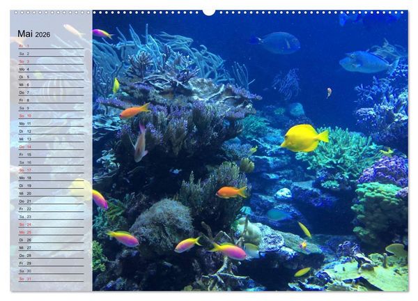 Produktbild: Paradiese im ewigen Blau. Die bunte Unterwasserwelt (Wandkalender 2026 DIN A2 quer), CALVENDO Monatskalender