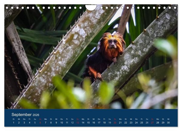 Produktbild: Brasilien tierisch gut 2026 (Wandkalender 2026 DIN A4 quer), CALVENDO Monatskalender