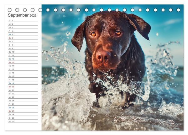 Produktbild: Hundegl&uuml;ck (Tischkalender 2026 DIN A5 quer), CALVENDO Monatskalender