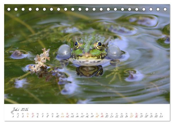Produktbild: Frosch Karl, Hans und Max im Einklang der Natur (Tischkalender 2026 DIN A5 quer), CALVENDO Monatskalender
