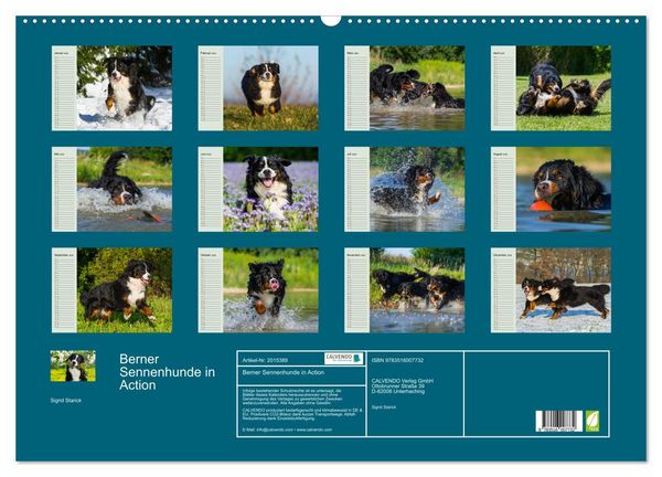 Produktbild: Berner Sennenhunde in Action (Wandkalender 2026 DIN A2 quer), CALVENDO Monatskalender