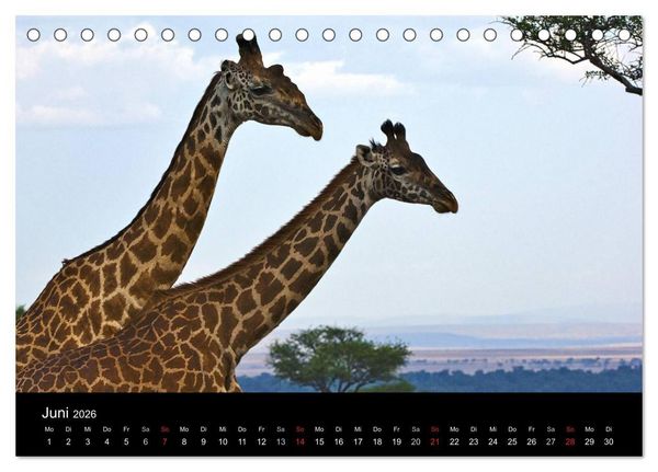 Produktbild: GIRAFFEN - Liebliche Riesen der afrikanischen Savanne (Tischkalender 2026 DIN A5 quer), CALVENDO Monatskalender