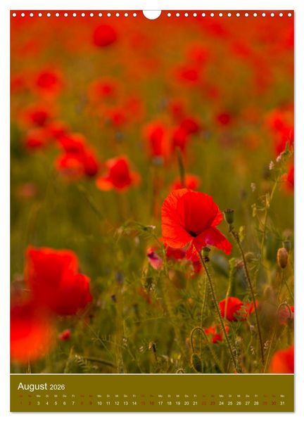 Produktbild: Mohnblumen - kraftvoll und zart (Wandkalender 2026 DIN A3 hoch), CALVENDO Monatskalender