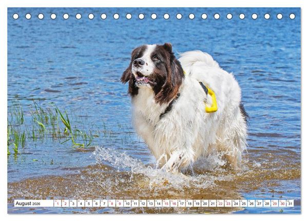 Produktbild: Traumhund Landseer (Tischkalender 2026 DIN A5 quer), CALVENDO Monatskalender