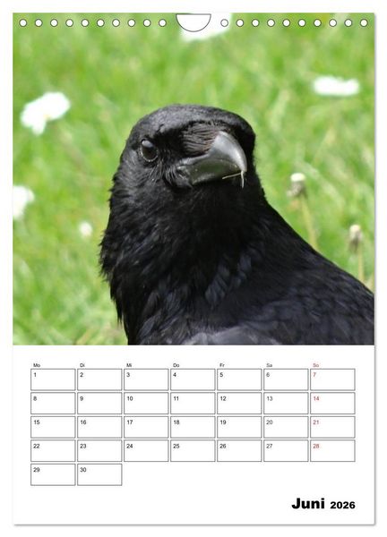 Produktbild: Rabenv&ouml;gel Terminplaner (Wandkalender 2026 DIN A4 hoch), CALVENDO Monatskalender