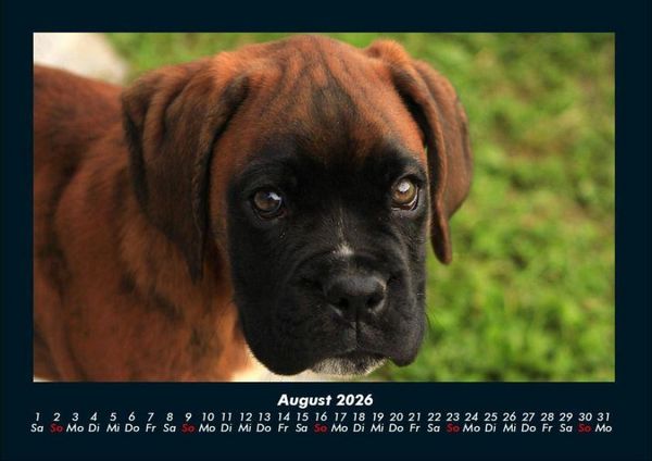 Produktbild: Welpen 2026 Fotokalender DIN A4