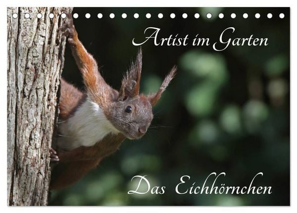 Artist im Garten. Das Eichhörnchen (Tischkalender 2026 DIN A5 quer), CALVENDO Monatskalender