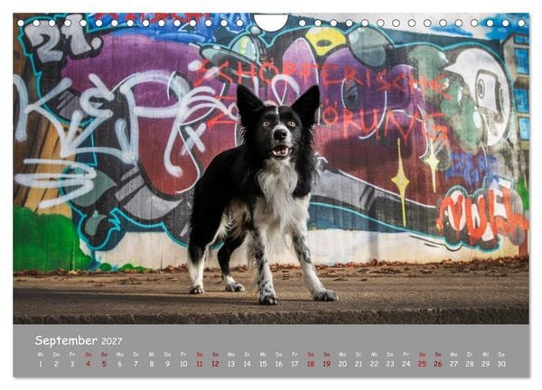 Produktbild: Border Collie Kalender &ndash; Ausdrucksstarke Close-up-Portraits durch die Jahreszeiten (Wandkalender 2027 DIN A4 quer), CALVENDO Monatskalender