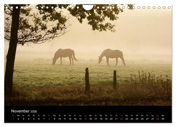 Produktbild: Faszination Pferde (Wandkalender 2026 DIN A4 quer), CALVENDO Monatskalender