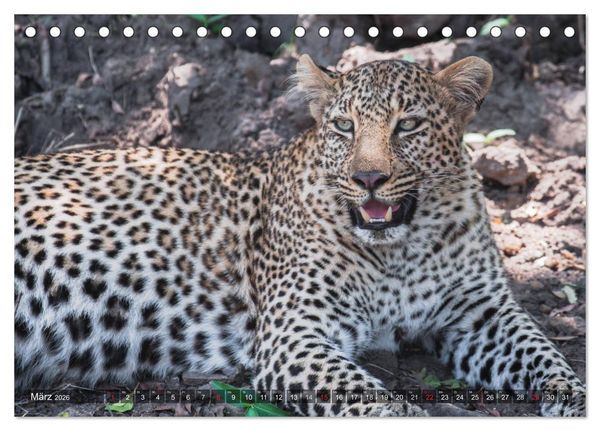 Produktbild: Leoparden - Geheimnisvolle J&auml;ger (Tischkalender 2026 DIN A5 quer), CALVENDO Monatskalender