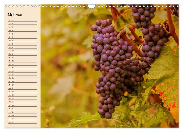 Produktbild: Weinanbau. Von der Traube zum Wein (Wandkalender 2026 DIN A3 quer), CALVENDO Monatskalender